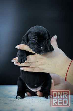 Щенки Кане корсо Донецк - изображение 4