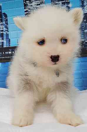 Мальчик породы помски (до 5 кг взрослым) с доставкой. Донецк