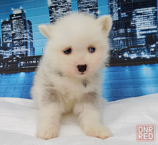 Мальчик породы помски (до 5 кг взрослым) с доставкой. Донецк - изображение 1