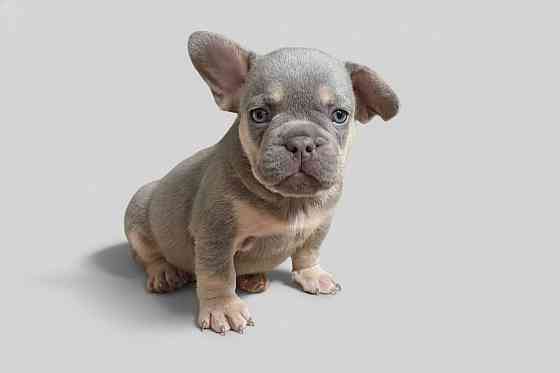 Щенки французского бульдога Зугрэс