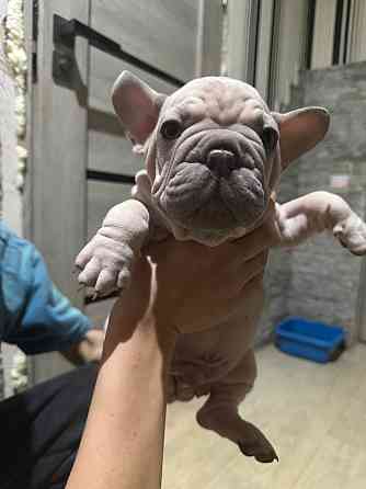 Щенки французского бульдога Зугрэс