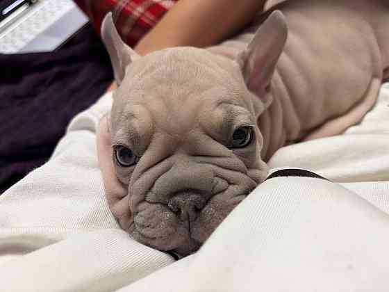 Щенки французского бульдога Зугрэс