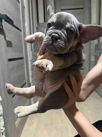 Щенки французского бульдога Зугрэс