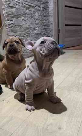 Щенки французского бульдога Зугрэс