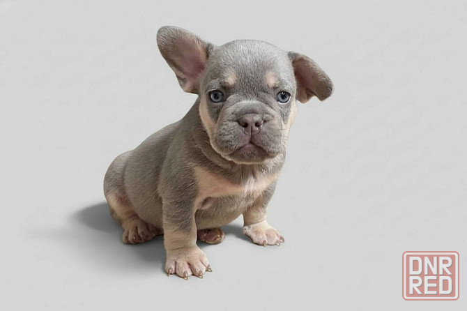 Щенки французского бульдога Зугрэс - изображение 1