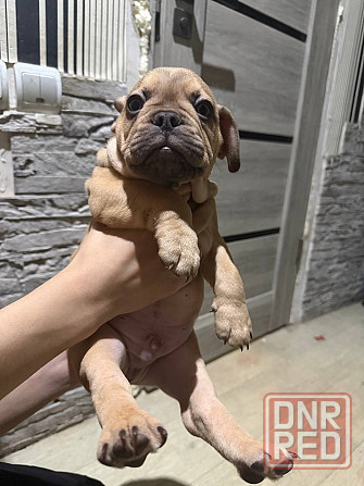 Щенки французского бульдога Зугрэс - изображение 7