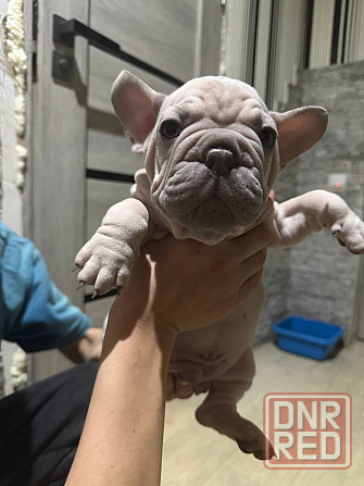 Щенки французского бульдога Зугрэс - изображение 3