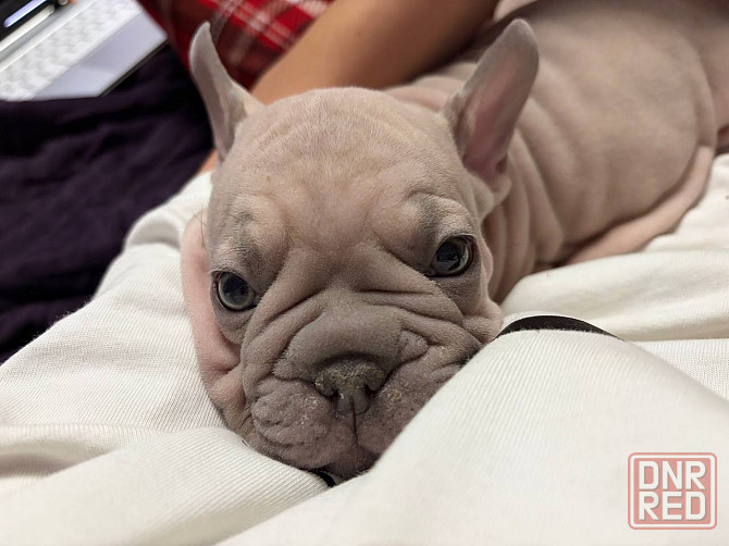 Щенки французского бульдога Зугрэс - изображение 4