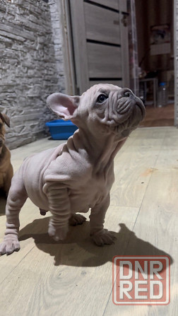 Щенки французского бульдога Зугрэс - изображение 6