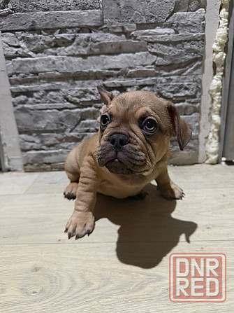 Щенки французского бульдога Зугрэс - изображение 8