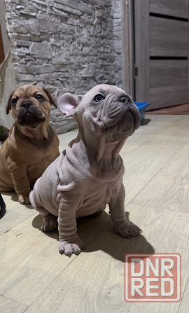 Щенки французского бульдога Зугрэс - изображение 5