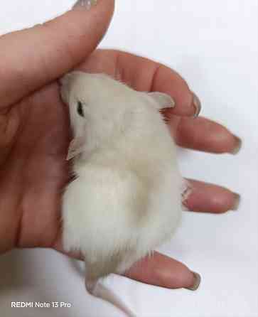 Девочка Дамбо. Донецк