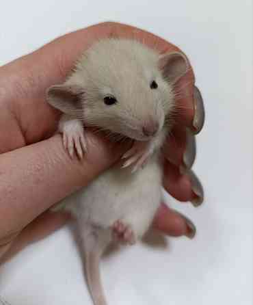 Девочка Дамбо. Донецк