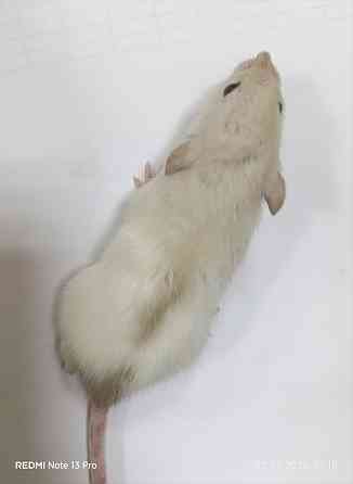 Девочка Дамбо. Донецк