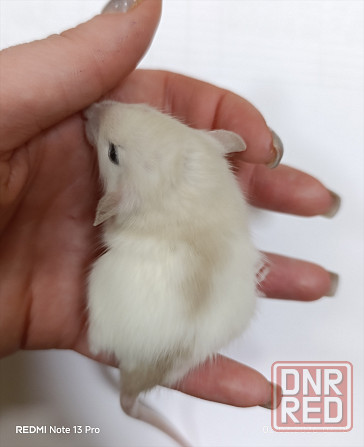 Девочка Дамбо. Донецк - изображение 3