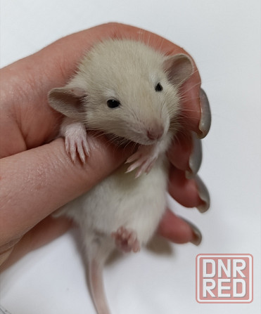 Девочка Дамбо. Донецк - изображение 1