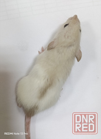 Девочка Дамбо. Донецк - изображение 2