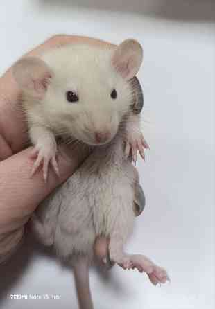 Ручной малыш Дамбо. Донецк