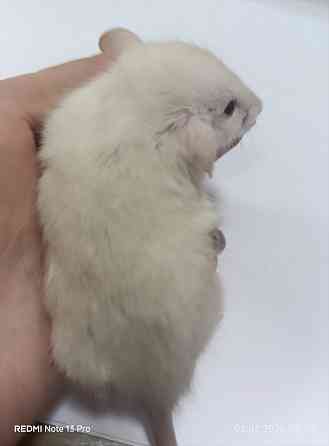 Ручной малыш Дамбо. Донецк