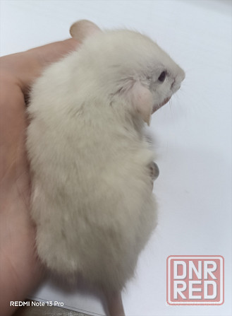 Ручной малыш Дамбо. Донецк - изображение 2