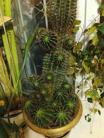 Крутой огромный кактус с детками Донецк