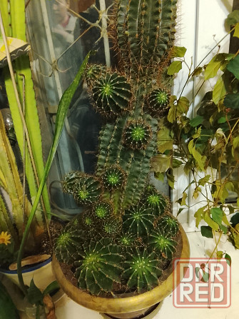 Крутой огромный кактус с детками Донецк - изображение 2