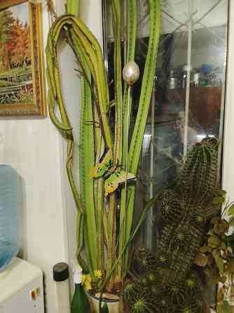 Большой кактус Тёщин язык Донецк