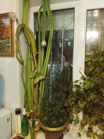 Большой кактус Тёщин язык Донецк