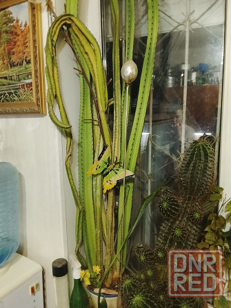 Большой кактус Тёщин язык Донецк - изображение 2