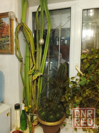 Большой кактус Тёщин язык Донецк - изображение 1