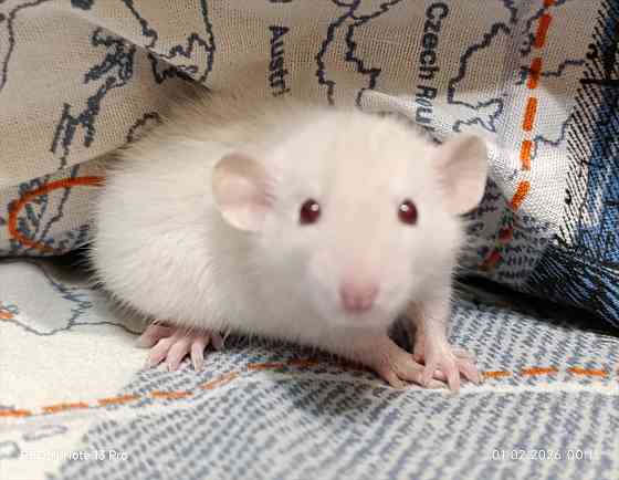 Мальчик Дамбо. Донецк