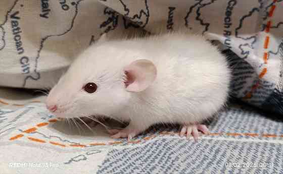 Мальчик Дамбо. Донецк