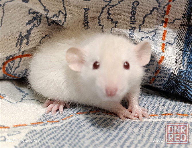 Мальчик Дамбо. Донецк - изображение 1