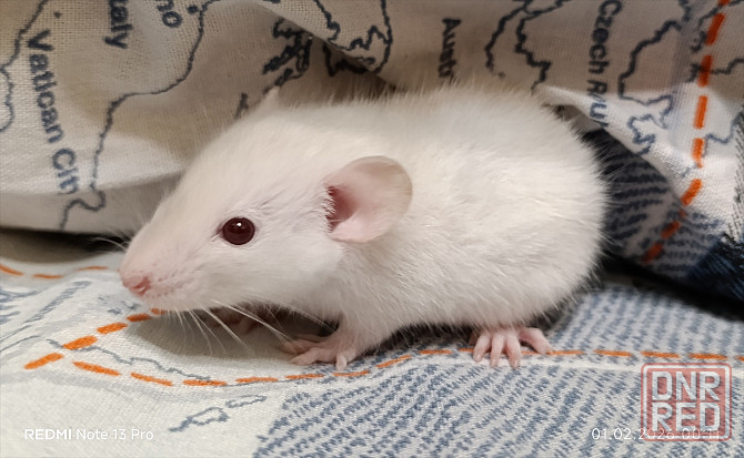 Мальчик Дамбо. Донецк - изображение 2