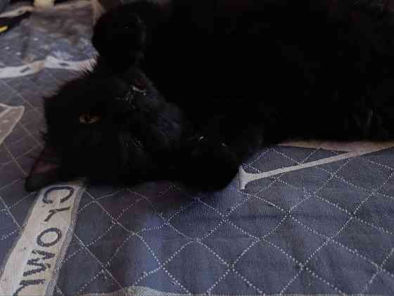 Шикарный котик в добрые руки Донецк