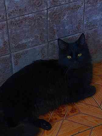 Шикарный котик в добрые руки Донецк