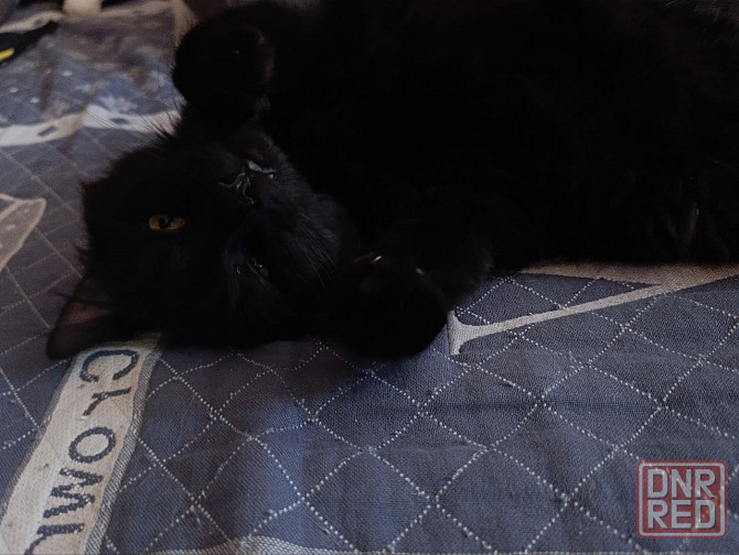 Шикарный котик в добрые руки Донецк - изображение 2