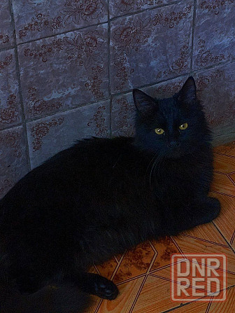 Шикарный котик в добрые руки Донецк - изображение 1