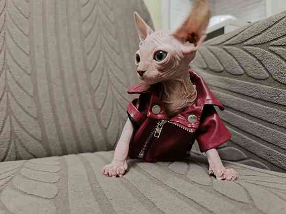 Канадский сфинкс Донецк