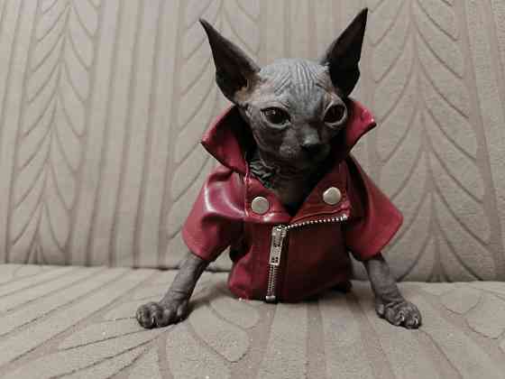 Канадский сфинкс Донецк