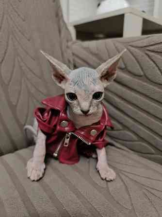 Канадский сфинкс Донецк