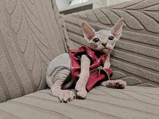 Канадский сфинкс Донецк