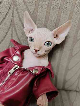 Канадский сфинкс Донецк