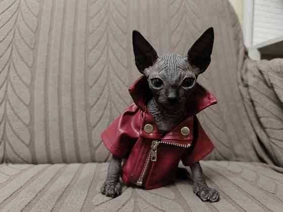 Канадский сфинкс Донецк