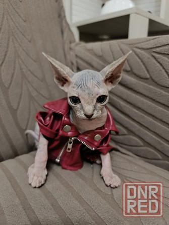 Канадский сфинкс Донецк - изображение 6