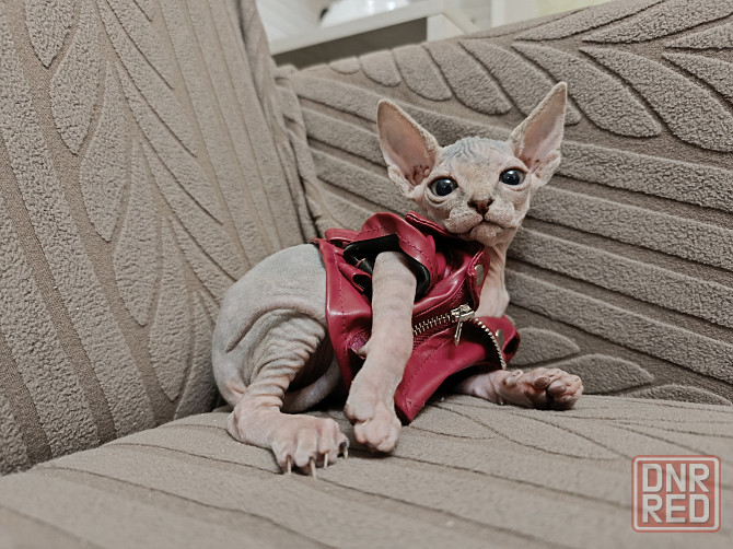 Канадский сфинкс Донецк - изображение 5