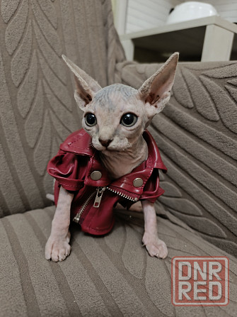 Канадский сфинкс Донецк - изображение 7