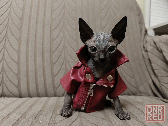 Канадский сфинкс Донецк - изображение 1