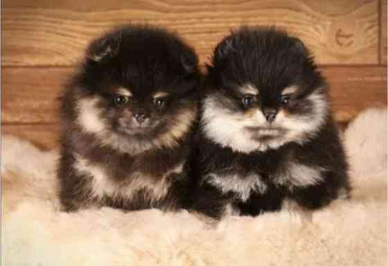 Померанский шпиц Донецк