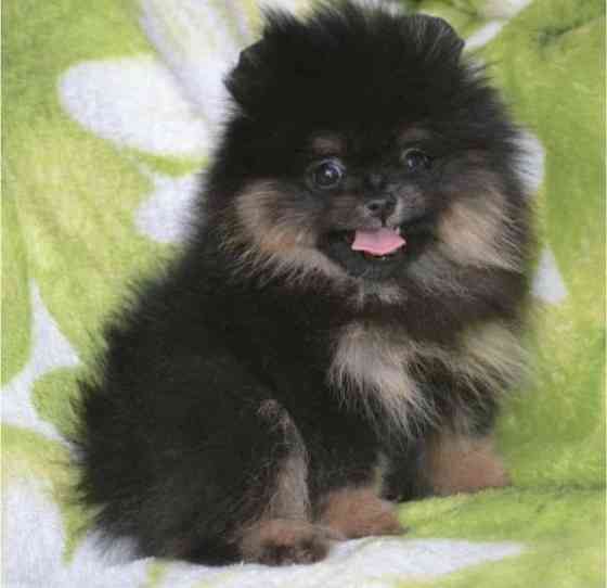 Померанский шпиц Донецк